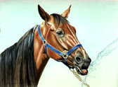 Standardbred, Equine Art - Drinking Out of the Hose